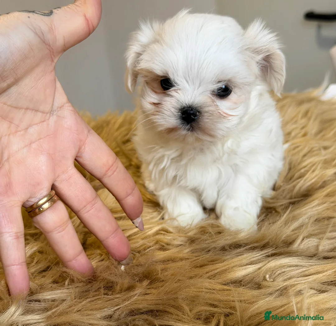 Bichón Maltés perros en venta: Bichon Maltes coreano  - Anuncio 1