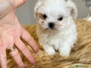 Bichón Maltés perros Bichon Maltes coreano - Anuncio 5