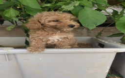 Caniche Toy perros en venta: CANICHES TOY BEBÉ MACHOS - Anuncio 2