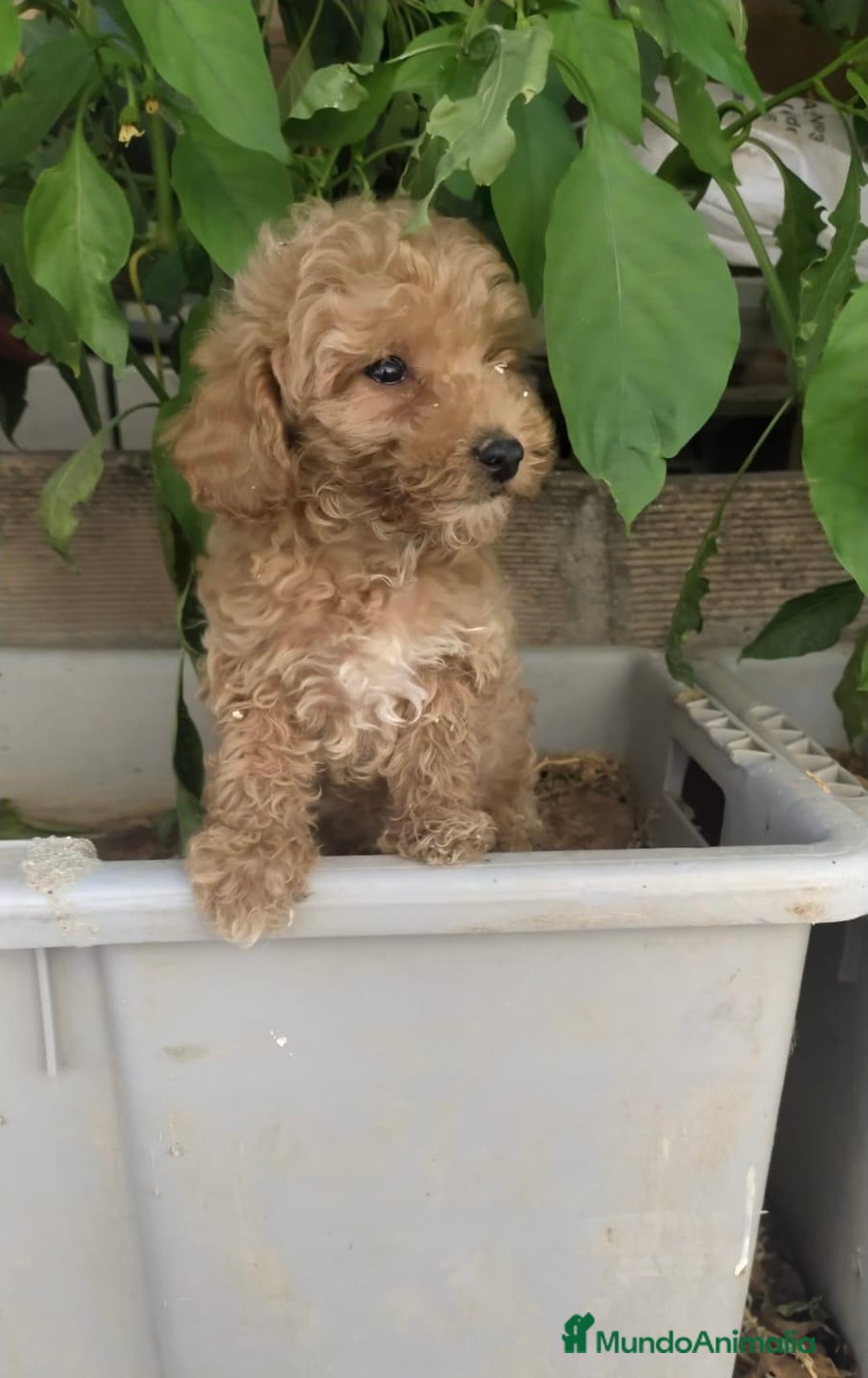 Caniche Toy perros en venta: CANICHES TOY BEBÉ MACHOS - Anuncio 2