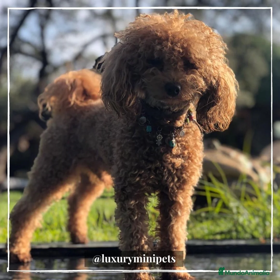 Caniche Toy perros en venta: Camada de Caniche de padres toy en Madrid - Anuncio 6