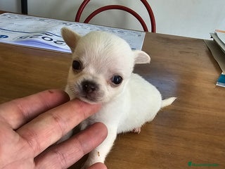Chihuahua perros - Anuncio 2