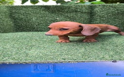 Teckel Miniatura perros en venta: teckel canichen roja - Imagen 6