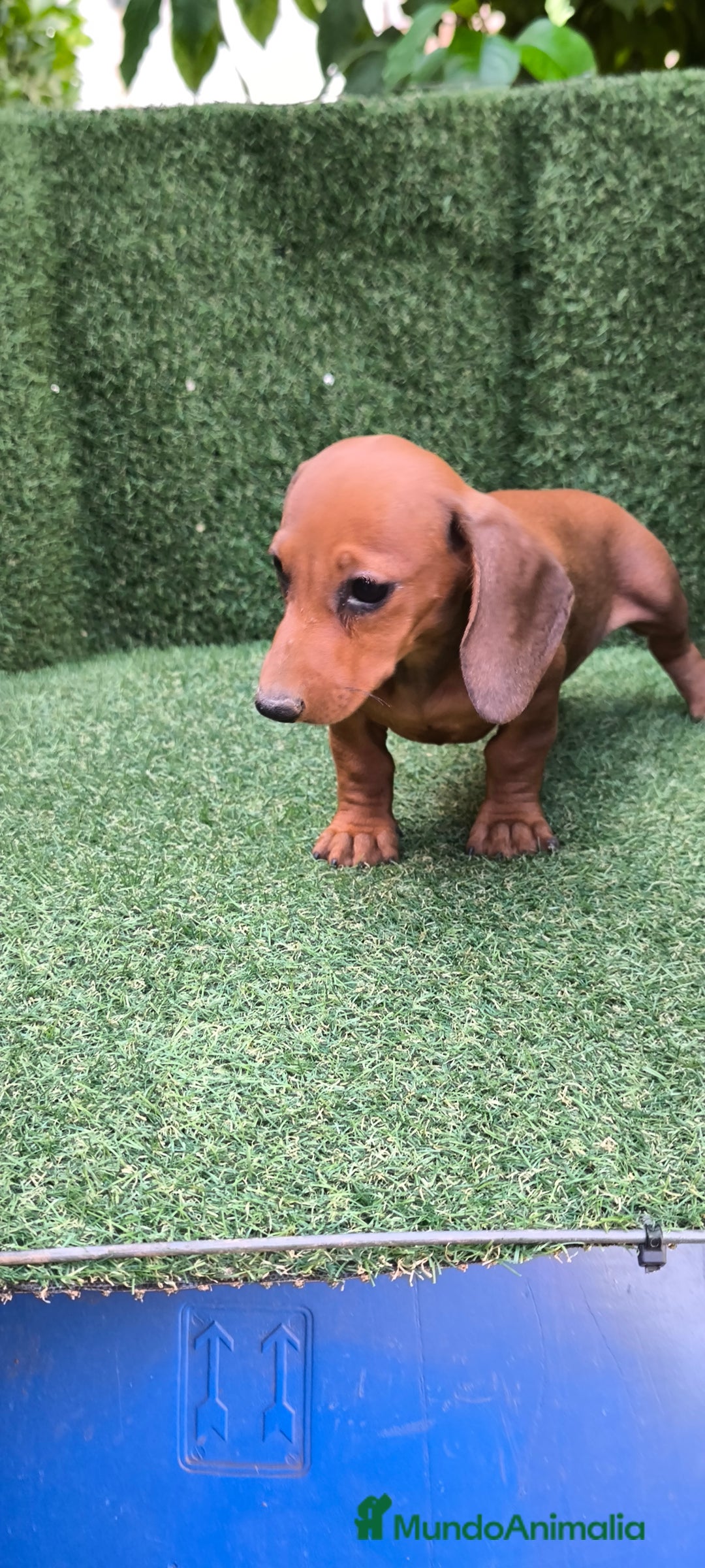 Teckel Miniatura perros en venta: teckel canichen roja - Imagen 6
