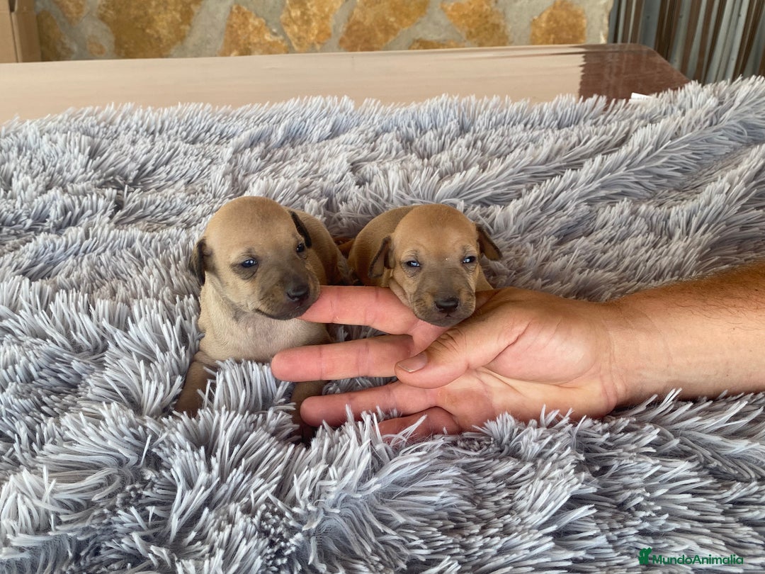 Pequeño Lebrel Italiano perros en venta: Galgo italiano piccolo - Imagen 2