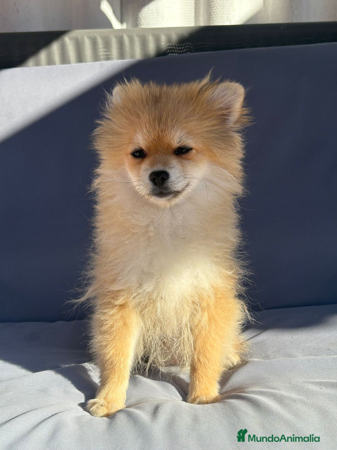 Pomerania perros en venta: Lulu pomerania toy - Imagen 3