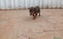 Pinscher Miniatura perros en venta: Mini-pinscher chocolate hembra - Anuncio 6