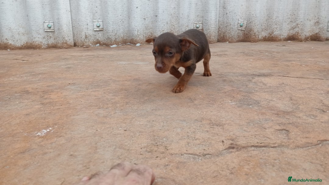 Pinscher Miniatura perros en venta: Mini-pinscher chocolate hembra - Anuncio 6