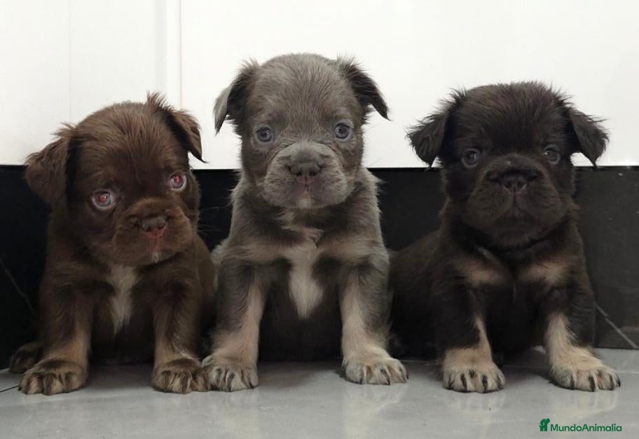 Bulldog Francés perros Fluffys bulldog  - Anuncio 3