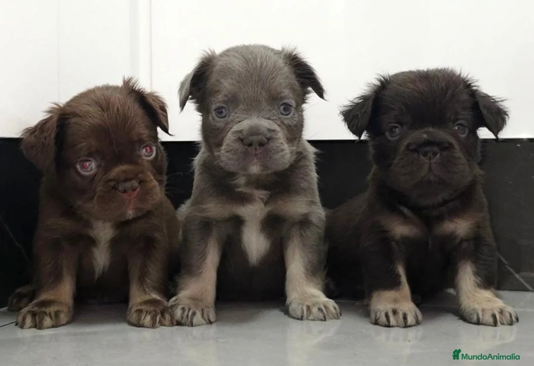 Bulldog Francés perros en venta: Fluffys bulldog  - Anuncio 1