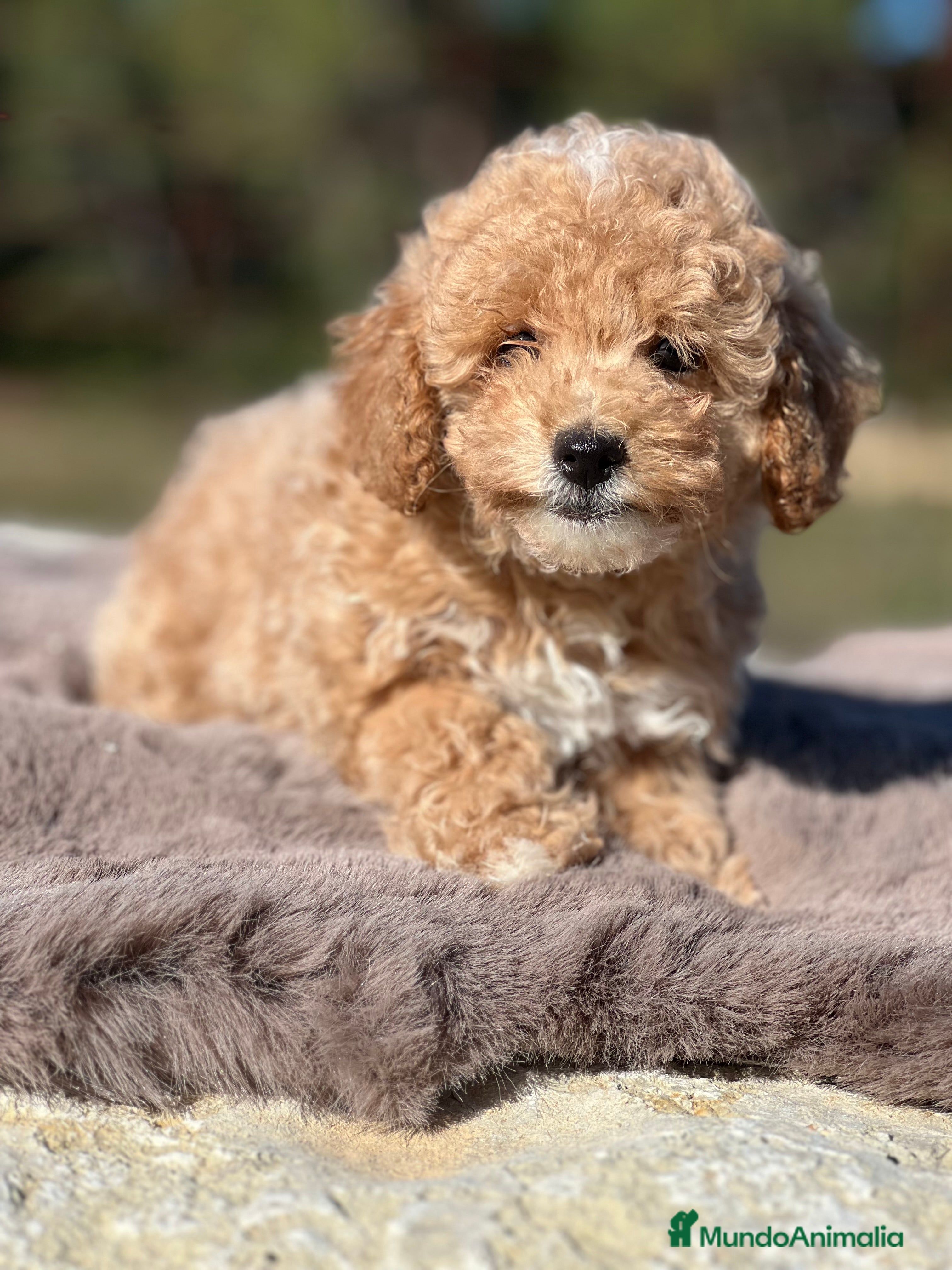 Maltipoo perros Maltipoo f2  - Anuncio 39