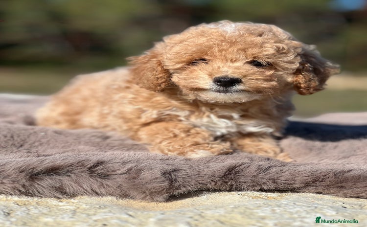 Maltipoo perros - Anuncio 1