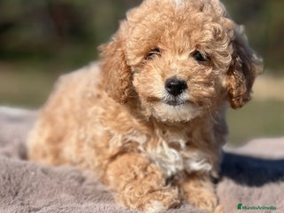 Maltipoo perros - Anuncio 17