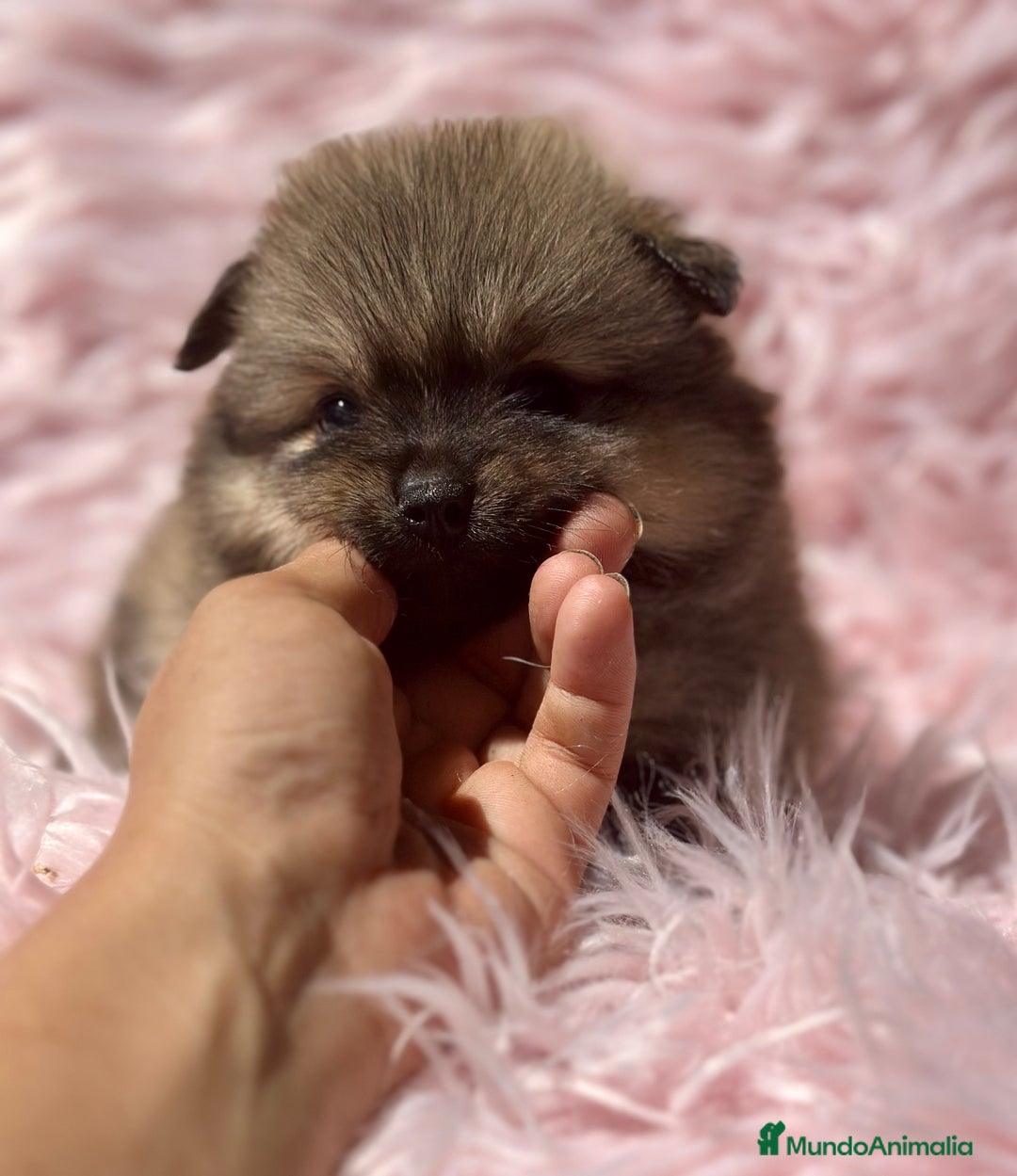 Pomerania perros en venta: POMERANIA TOY DISPONIBLES - Imagen 5