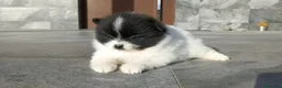 Pomerania perros en venta: Pomerania  - Anuncio 3