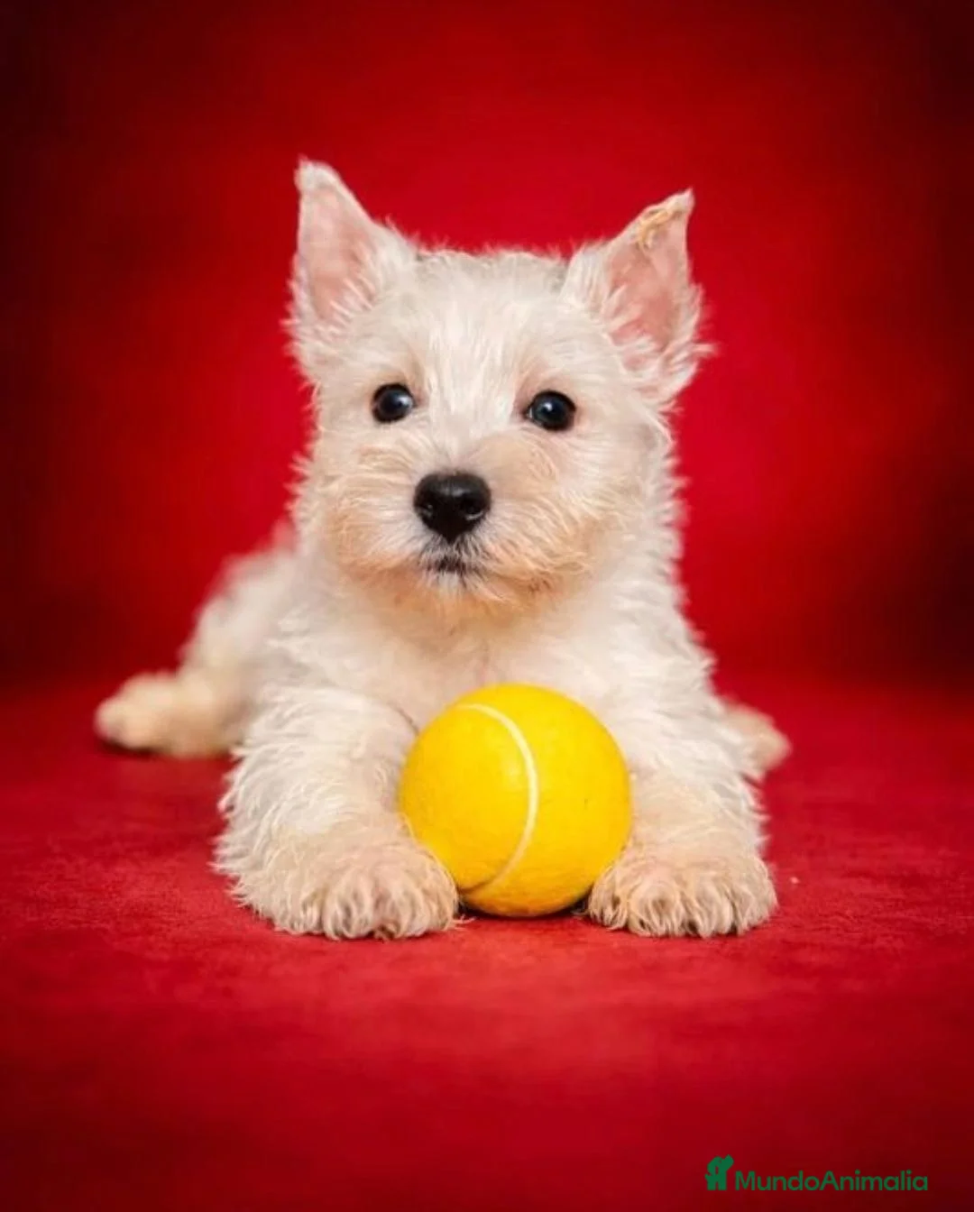 West Highland White Terrier perros en venta: Westy en Cataluña  - Anuncio 2