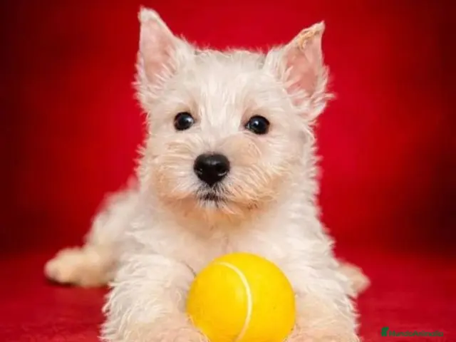 West Highland White Terrier perros Westy en Cataluña - Anuncio 2