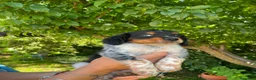 Épagneul Breton perros en venta: Spaniel Bretón  - Anuncio 3