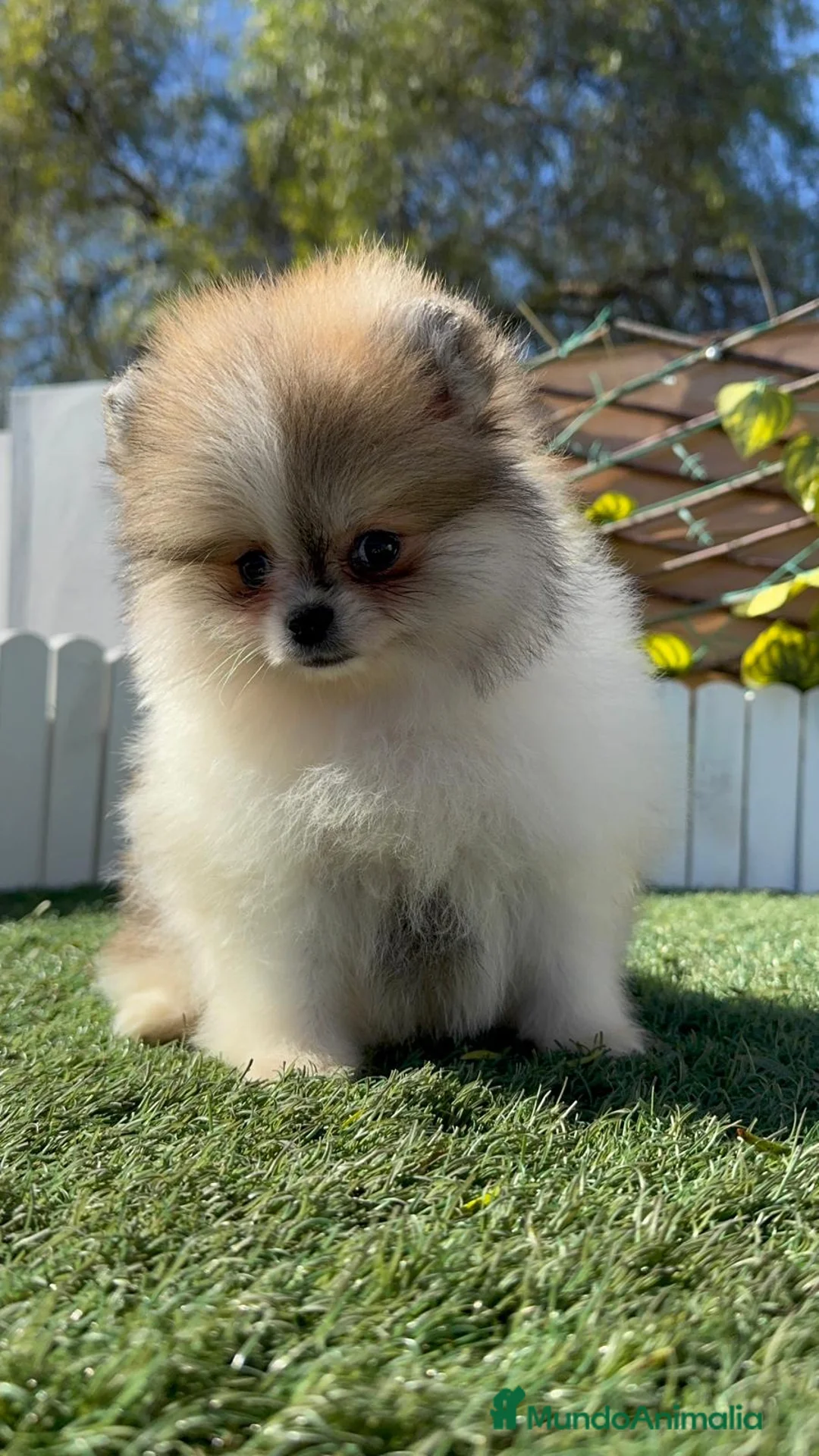 Pomerania perros en venta: POMERANIA - Anuncio 26