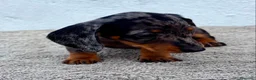 Teckel Miniatura perros en venta: Teckel kaninchen Arlequín  - Anuncio 8