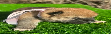 Shiba Inu 4