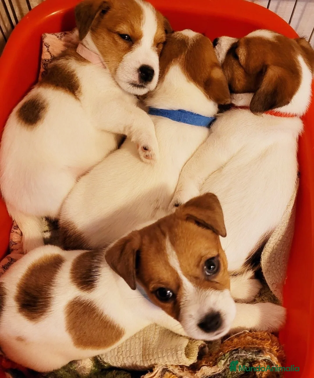 Jack Russell Terrier perros en venta: Camada de Jack Russell  - Anuncio 2