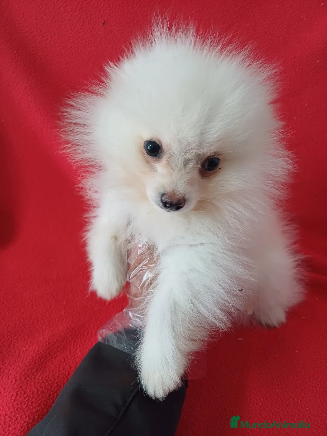 Pomerania perros en venta: Pomerania Standar  - Anuncio 1