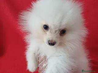 Pomerania perros Pomerania Standar - Anuncio 18