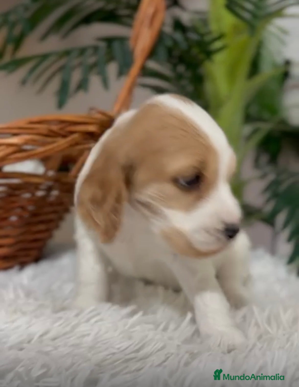 Cocker Spaniel Inglés perros COCKER SPANIEL INGLES - Anuncio 2