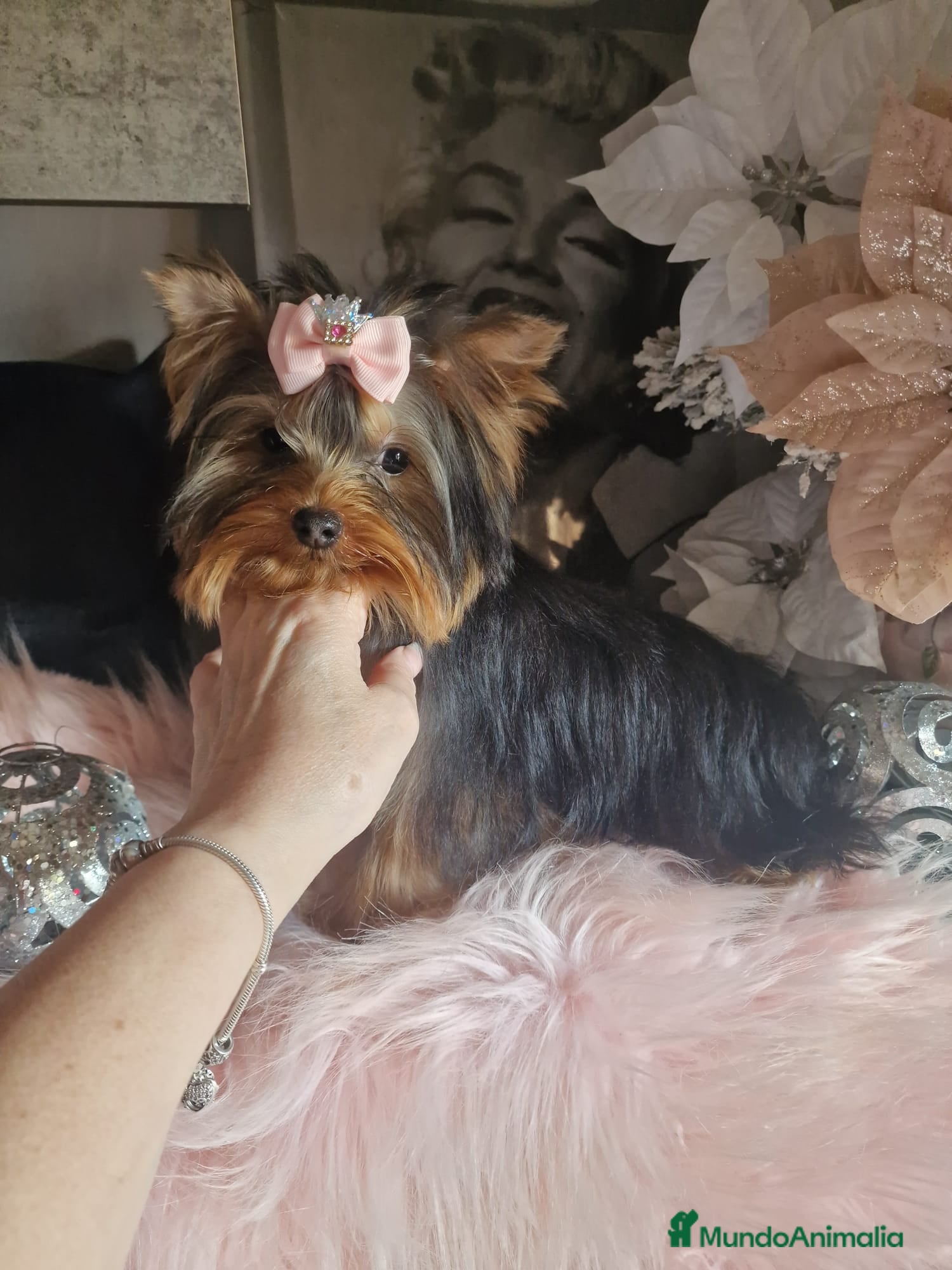 Yorkshire Terrier perros Hembra disponible yorkshire terrier - Anuncio 2