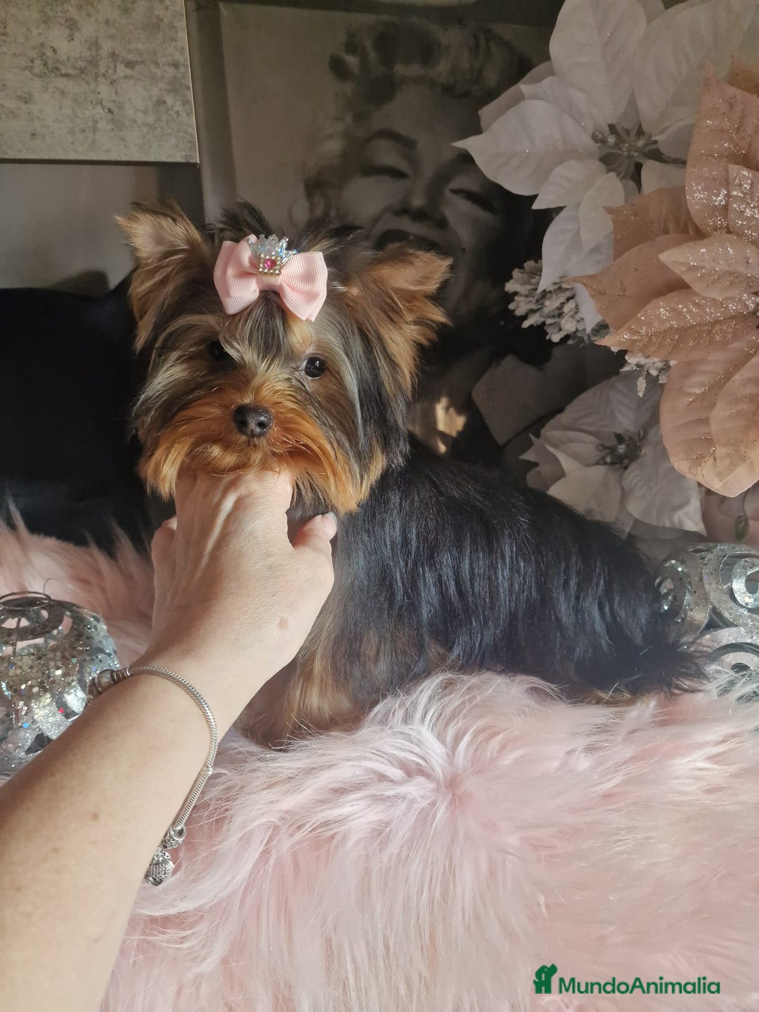 Yorkshire Terrier perros en venta: Hembra disponible yorkshire terrier - Anuncio 1