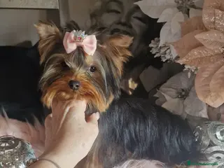 Yorkshire Terrier perros Hembra disponible yorkshire terrier - Anuncio 10