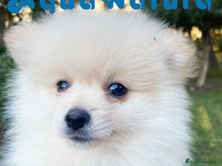 Pomerania perros Pomerania Macho 7515 - AQUANATURA en Barcelona - Anuncio 10