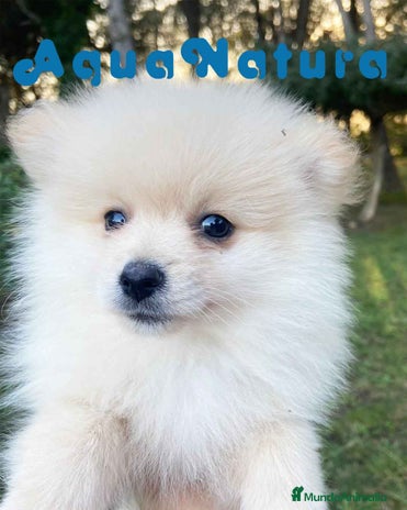 Pomerania perros en Barcelona - Anuncio 2