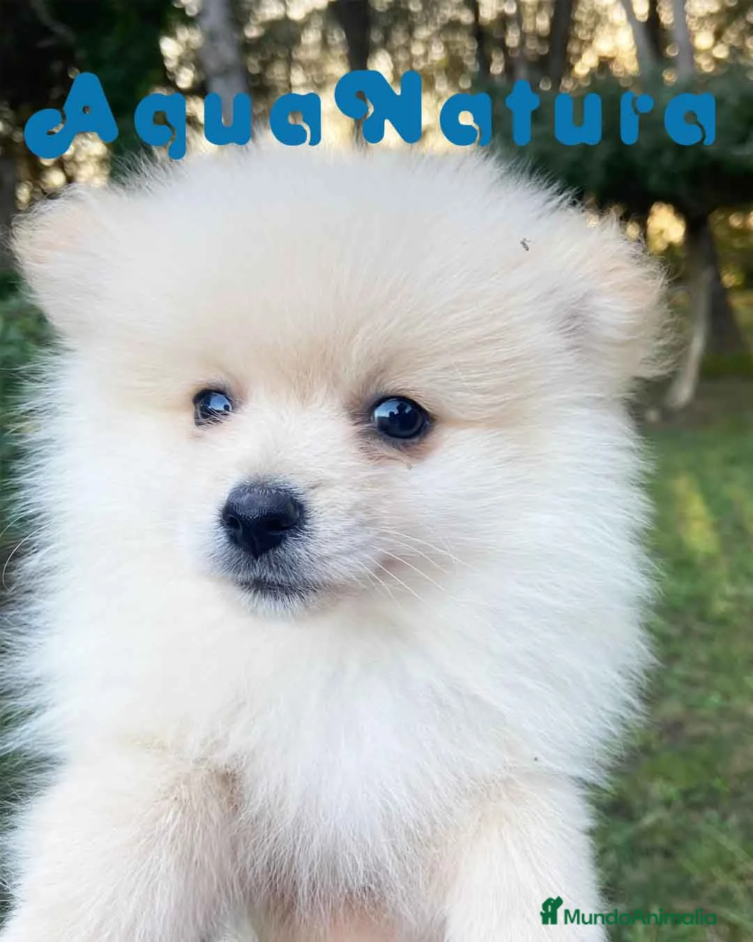 Pomerania perros en venta: Pomerania Macho 7515 - AQUANATURA en Barcelona - Anuncio 1