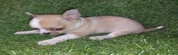 Chihuahua perros en venta: Caraby Chihuahuas en Benidorm  en Alicante - Anuncio 5