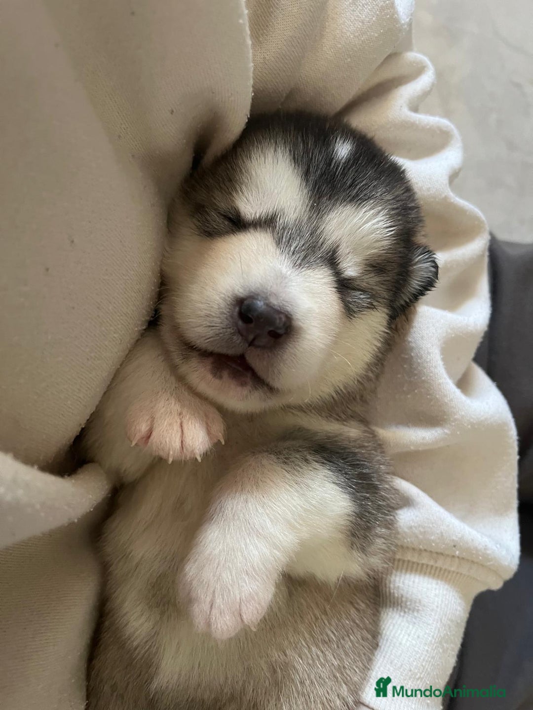 Alaskan Malamute perros en venta: CACHORROS ALASKAN MALAMUTE - Anuncio 3