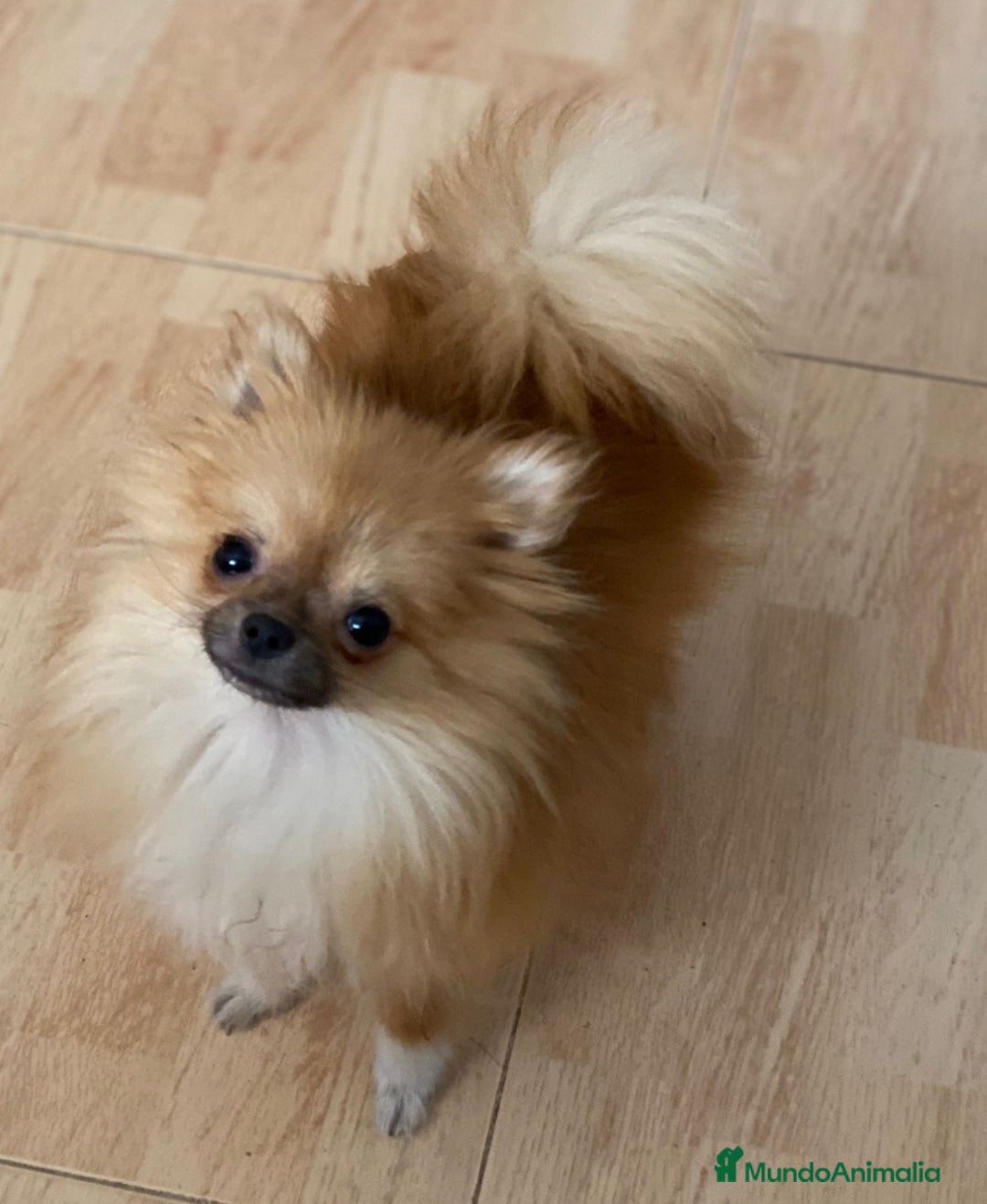 Pomerania perros en venta: Hembritas Pomerania Miny - Imagen 3