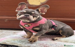 Bulldog Francés perros en venta: Lilac an tan hembra  - Imagen 3
