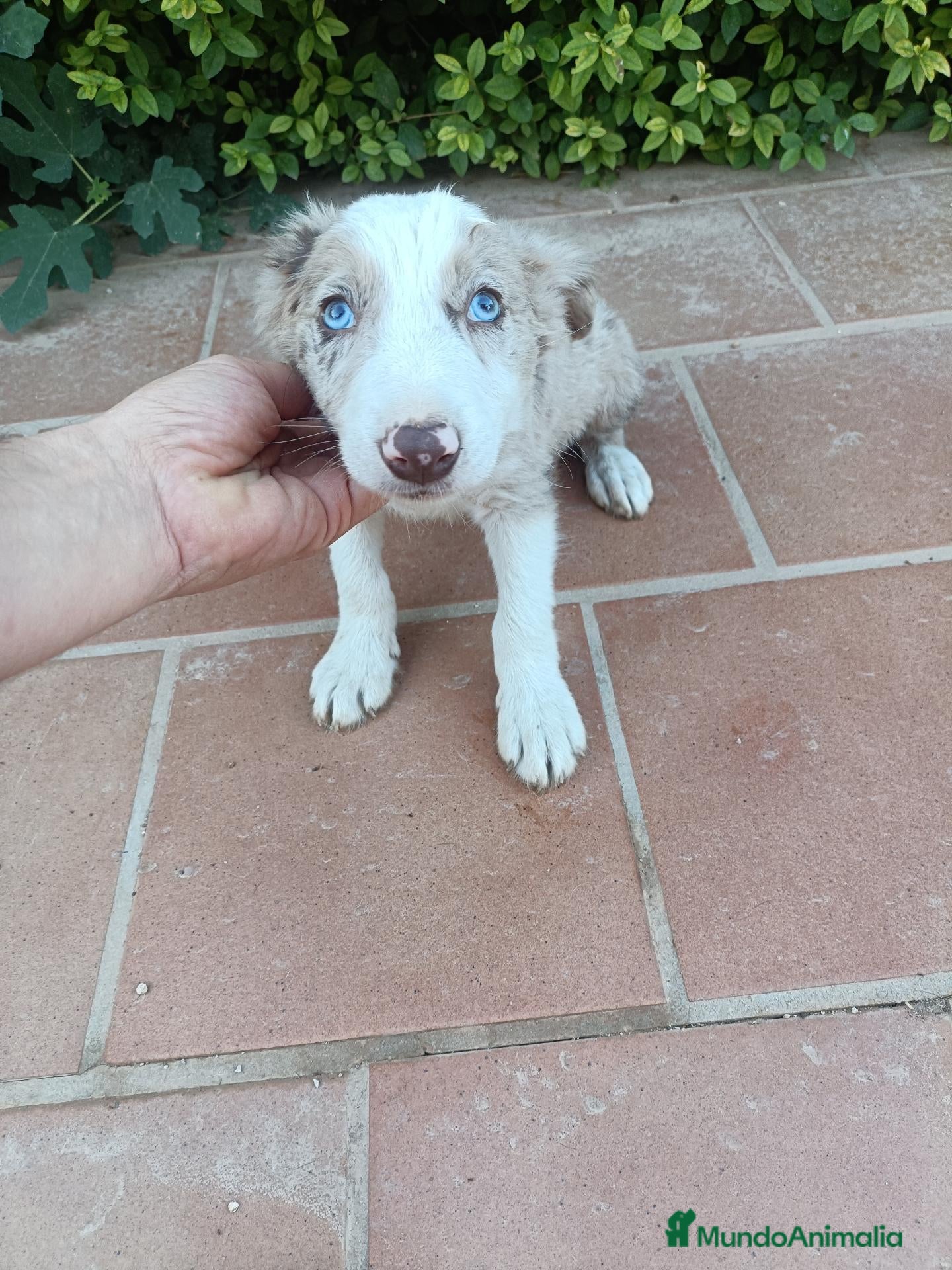 Border Collie perros Machos Border Collie Merle Chocolate Ojos Azules - Anuncio 1