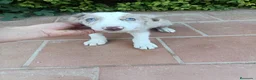 Border Collie perros en venta: Machos Border Collie Merle Chocolate Ojos Azules - Anuncio 1
