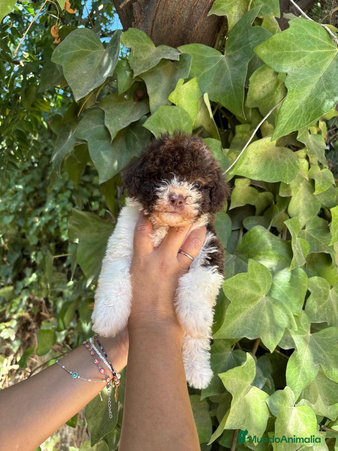 Perro de Agua Español perros en venta: Perro de Agua Español - Imagen 5