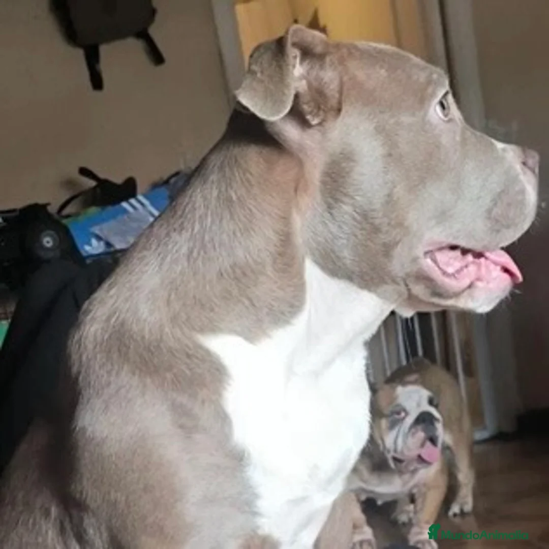 American Bully perros en venta: American Bully XL - Anuncio 2