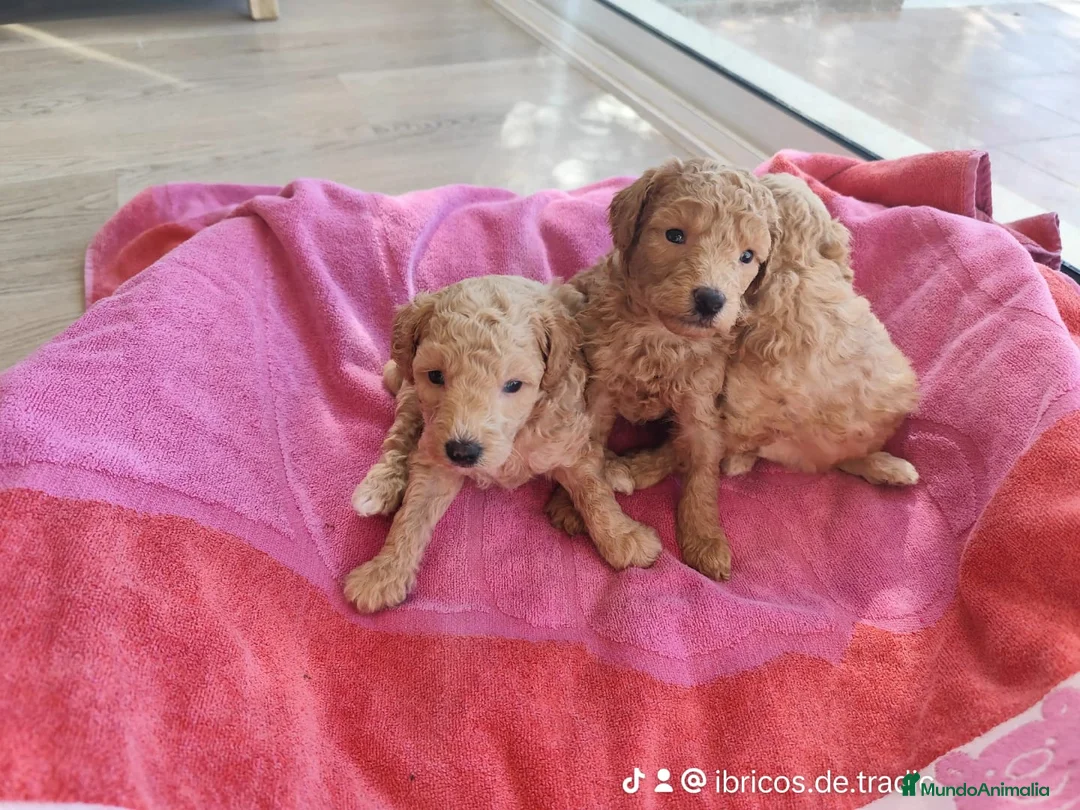 Caniche Toy perros en venta: Caniches preciosos en Barcelona - Anuncio 3