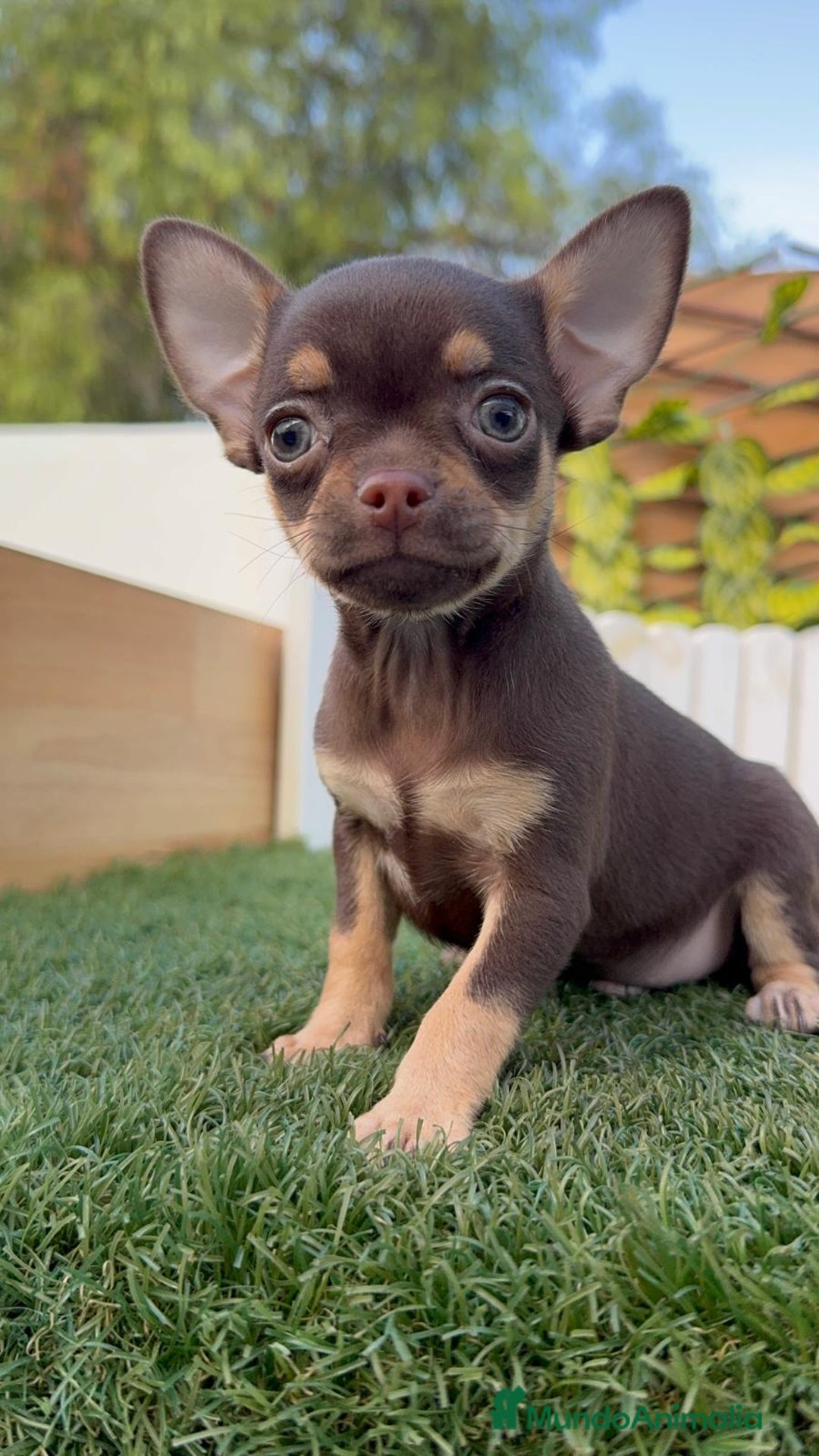 Chihuahua perros en venta: CHIHUAHUA MACHO - Imagen 24