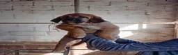 Mastín Español perros en venta: Mastín español - Anuncio 1