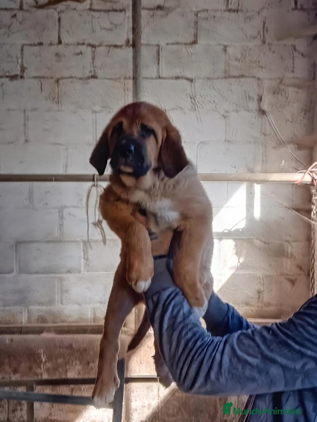 Mastín Español perros en venta: Mastín español - Anuncio 1