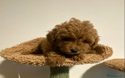 Caniche Enano perros en venta: Preciosos Caniches  - Imagen 4