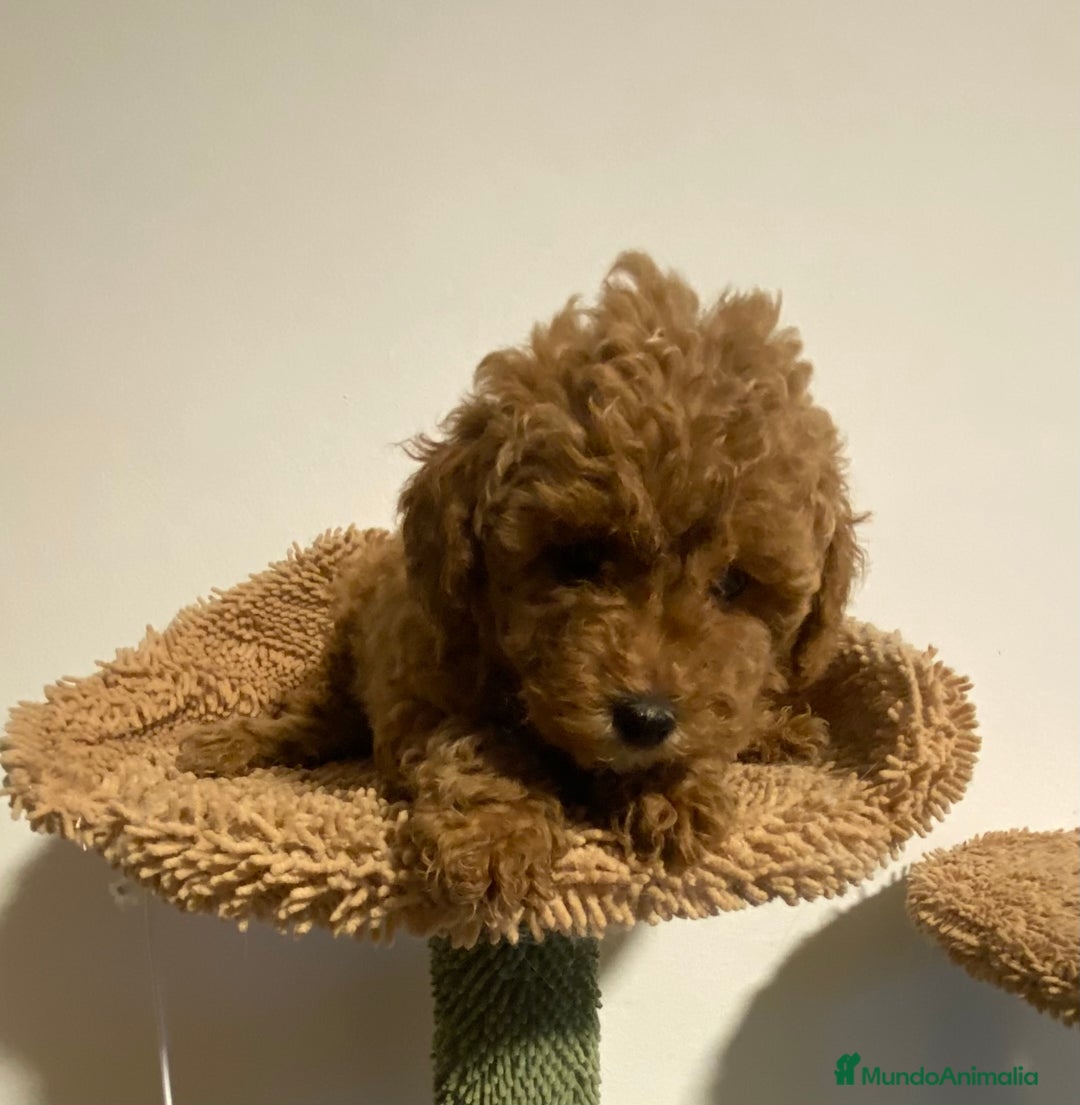Caniche Enano perros en venta: Preciosos Caniches  - Imagen 4