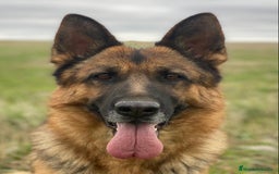 Pastor Alemán perros en venta: Cachorros de pastor alemán  en Salamanca - Imagen 23
